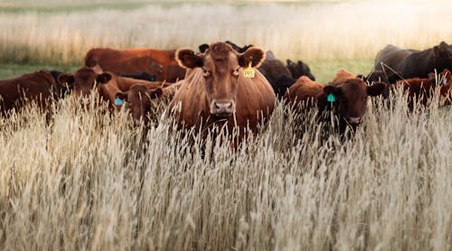 Free Herd of Brown Cattle Grazing on Pastoral Stock Photo
