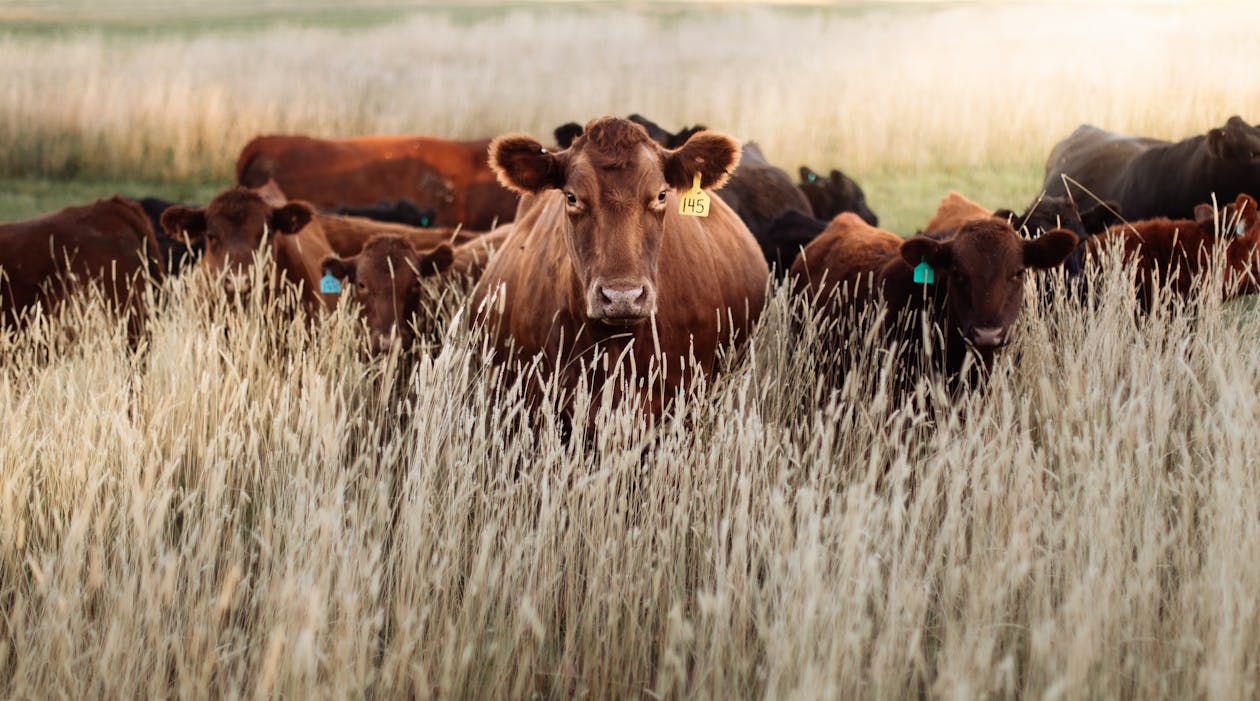 一群動物, 吃草, 牧場 的 免费素材图片