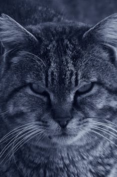 一只家猫的黑白脸部特写，展现出强烈的凝视和细腻的皮毛纹理