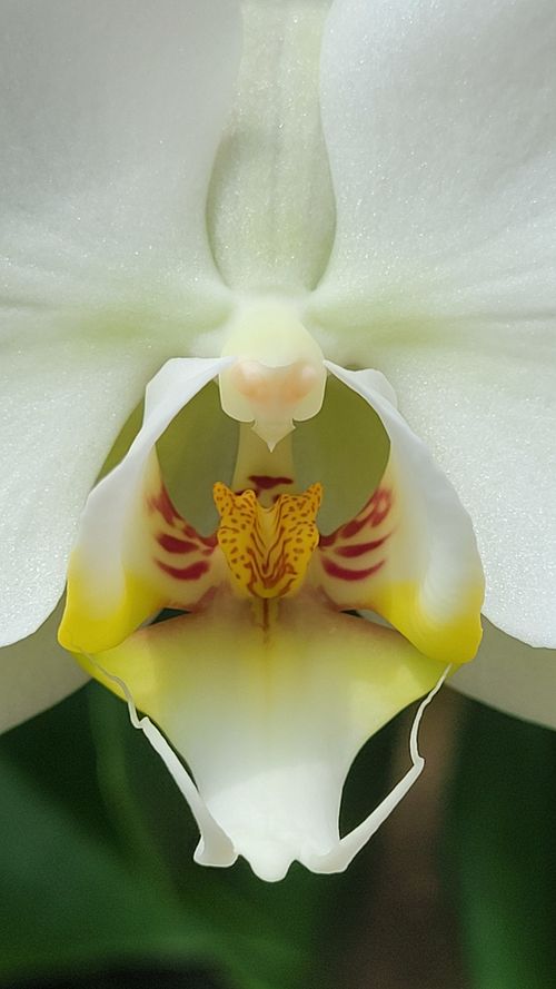 Free Detailed close-up of a blooming white Phalaenopsis flower with intricate yellow and red nuances. Stock Photo
