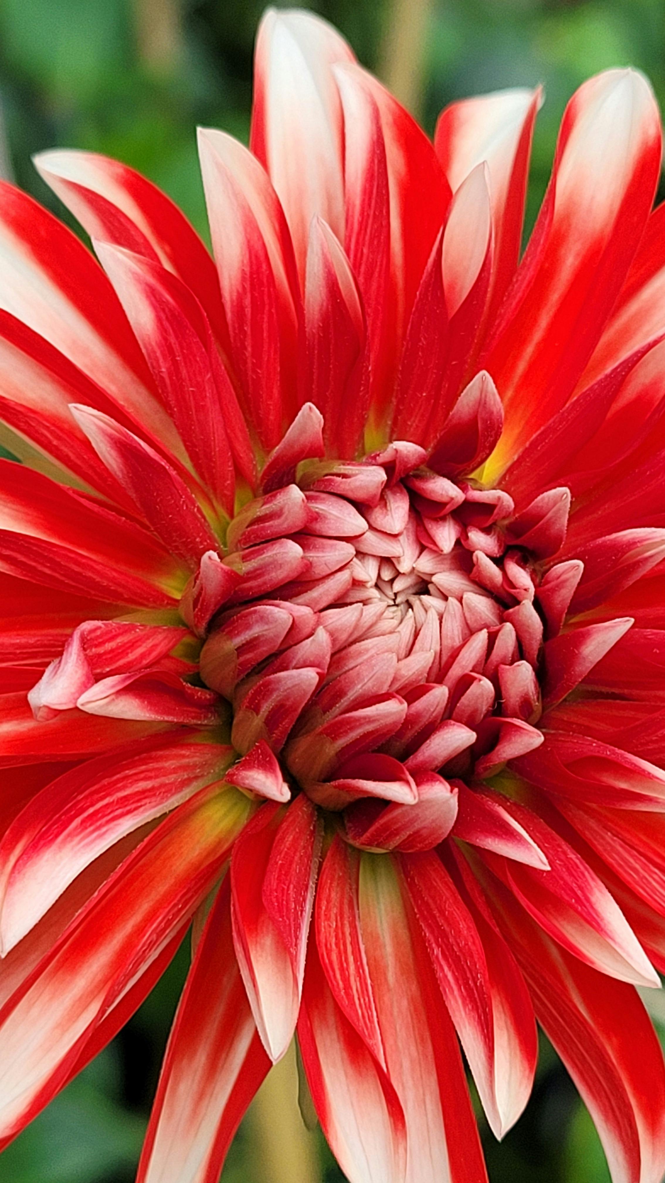 A striking red dahlia in full bloom showcasing intricate petal details with a green blurred background.