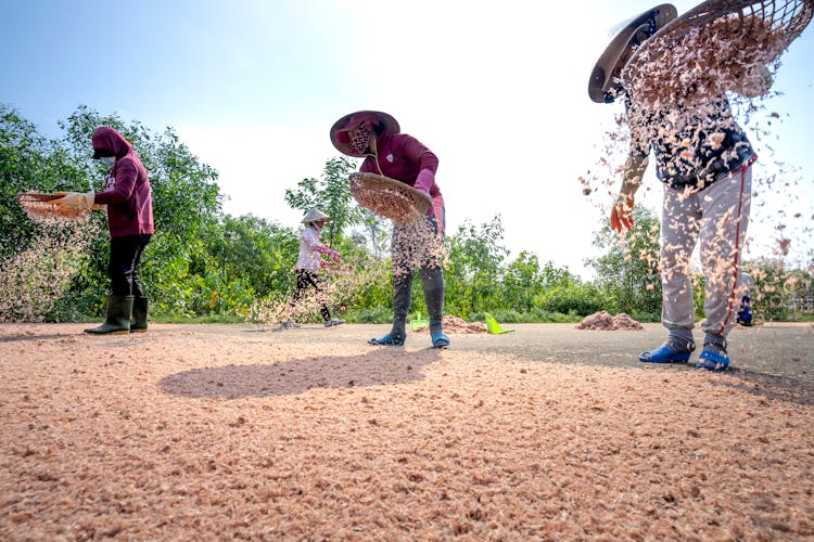 Unrecognizable Ethnic Women With Trays Sifting Grain In Countryside