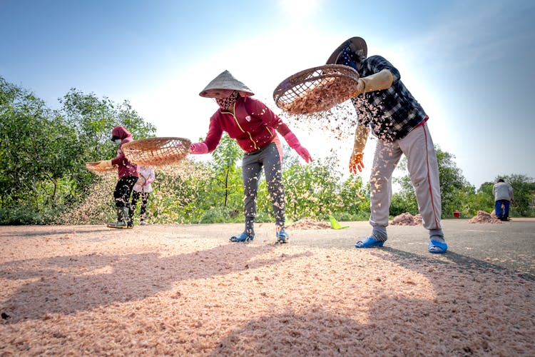 Anonymous Ethnic Women Sifting Grain On Terrain In Countryside