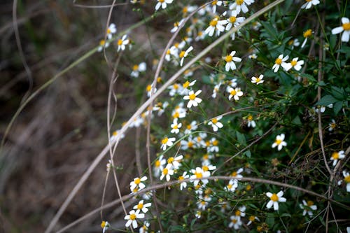 Základová fotografie zdarma na téma angiospermy, aroma, asterales