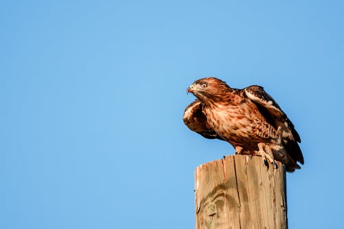 Attentive wild predatory bird with brown plumage sitting on wooden pole against clear blue sky in nature on sunny summer day