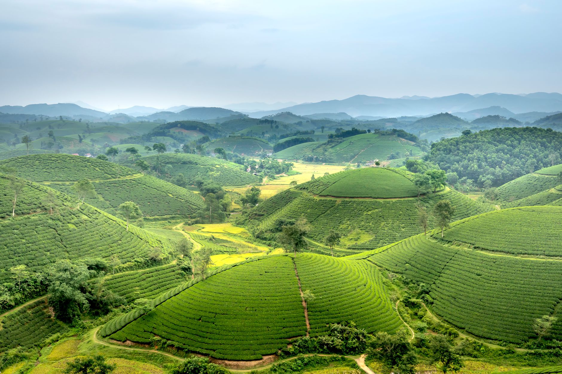 Amazing drone view of picturesque lush green Long Coc tea hills in mountainous countryside under cloudy sky