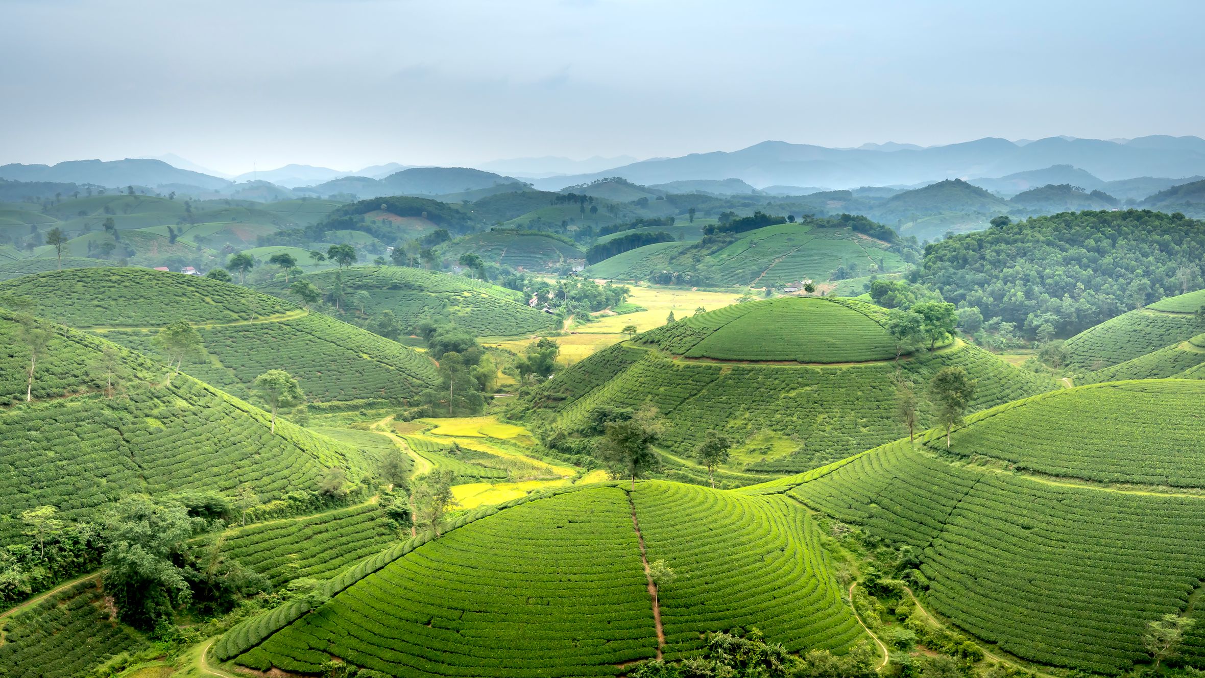 Amazing drone view of picturesque lush green Long Coc tea hills in mountainous countryside under cloudy sky