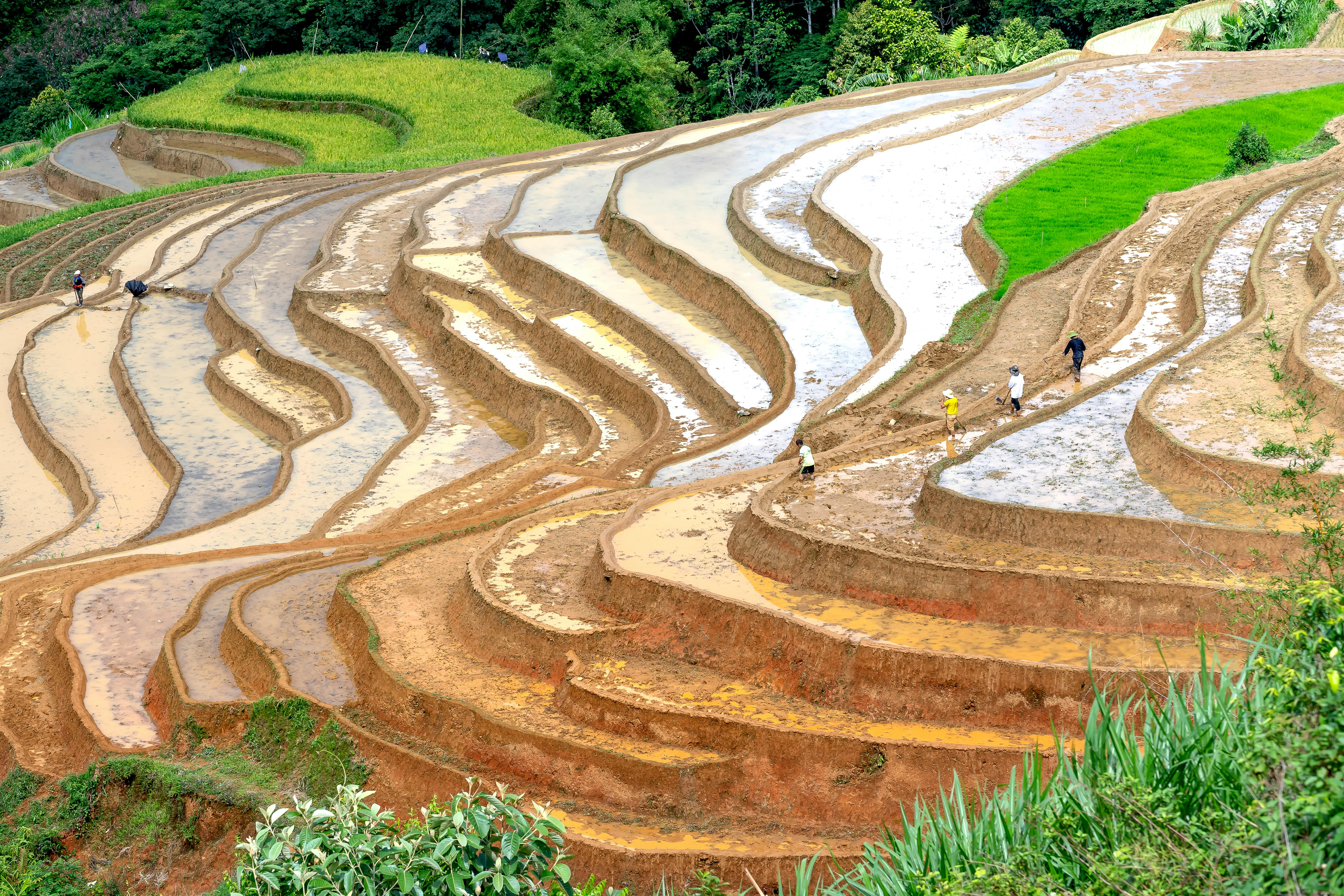 Panoramic view of lush rice terraces in Vietnam with farmers working, a perfect blend of nature and agriculture.