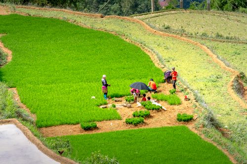 Free From above of anonymous people standing on bright grassy rice field while working in tropical countryside on sunny day Stock Photo