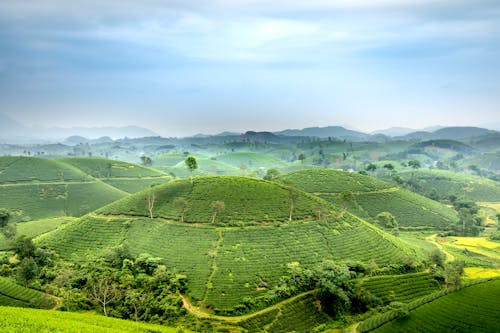 Picturesque landscape of Long Coc tea hills under cloudy sky