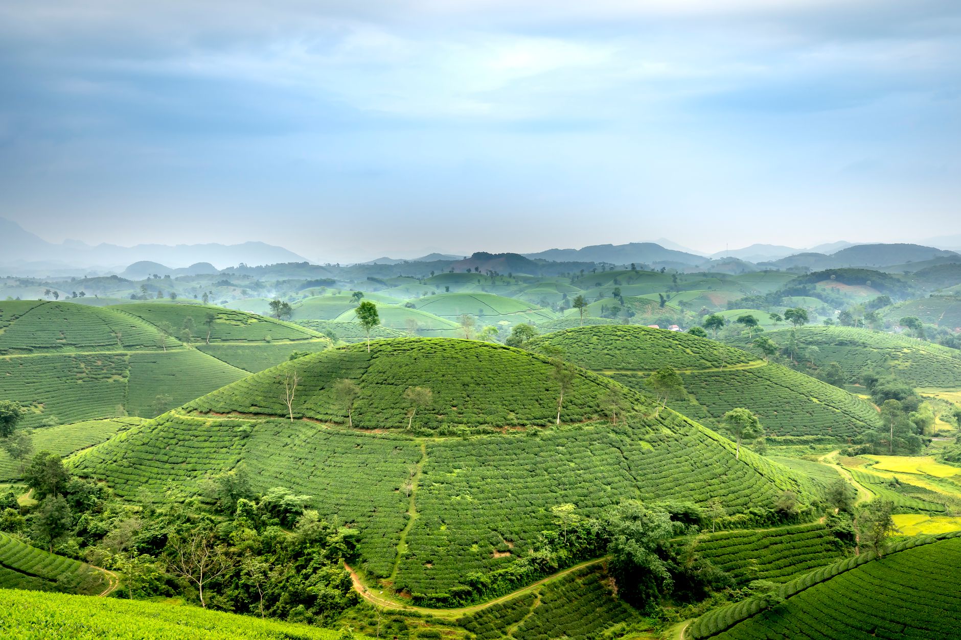 Amazing scenery of lush green hills with tea plantations in mountainous countryside in Phu Tho province of Vietnam