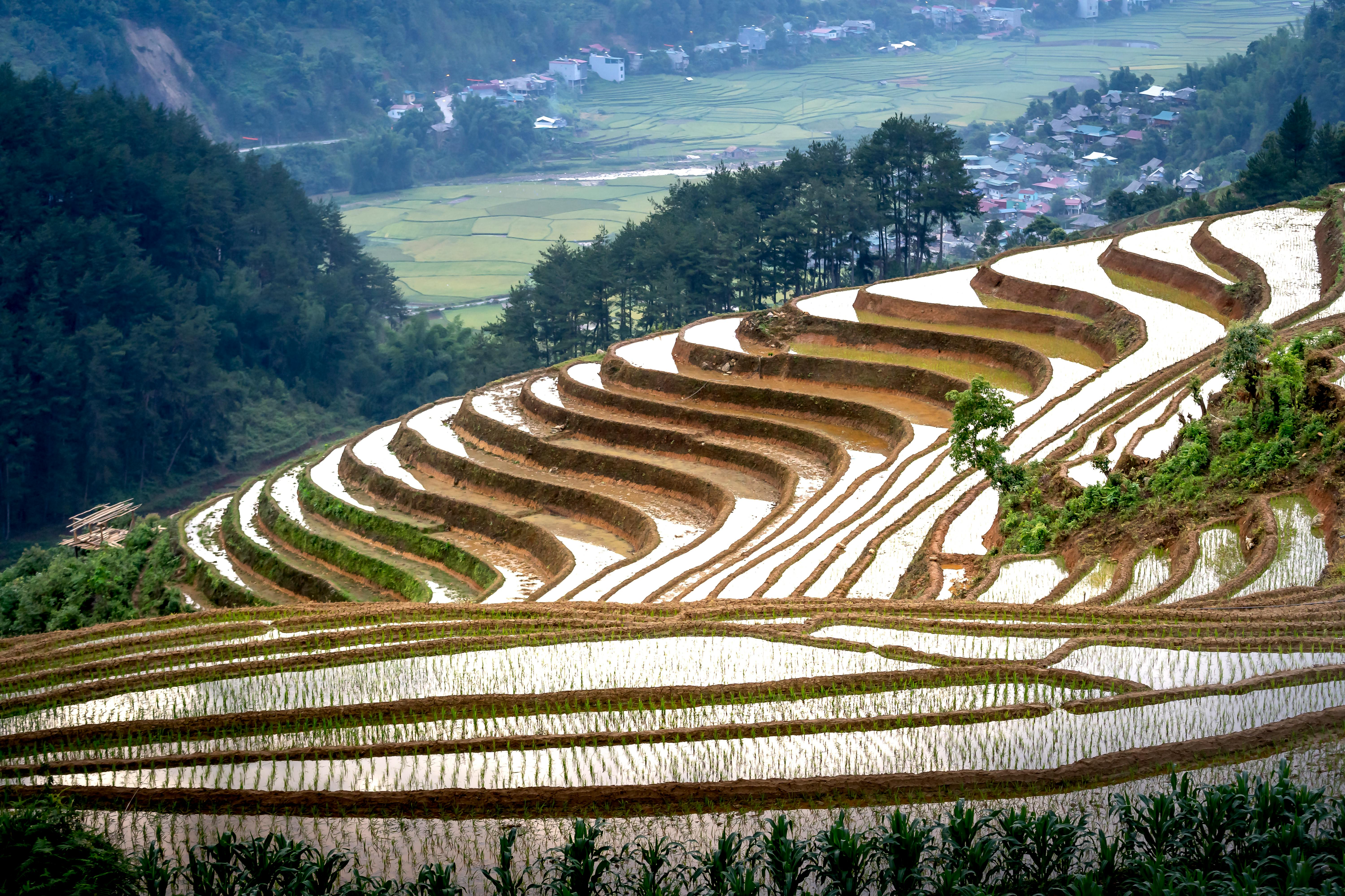 Terraced wet rice field in mountainous countryside · Free Stock Photo
