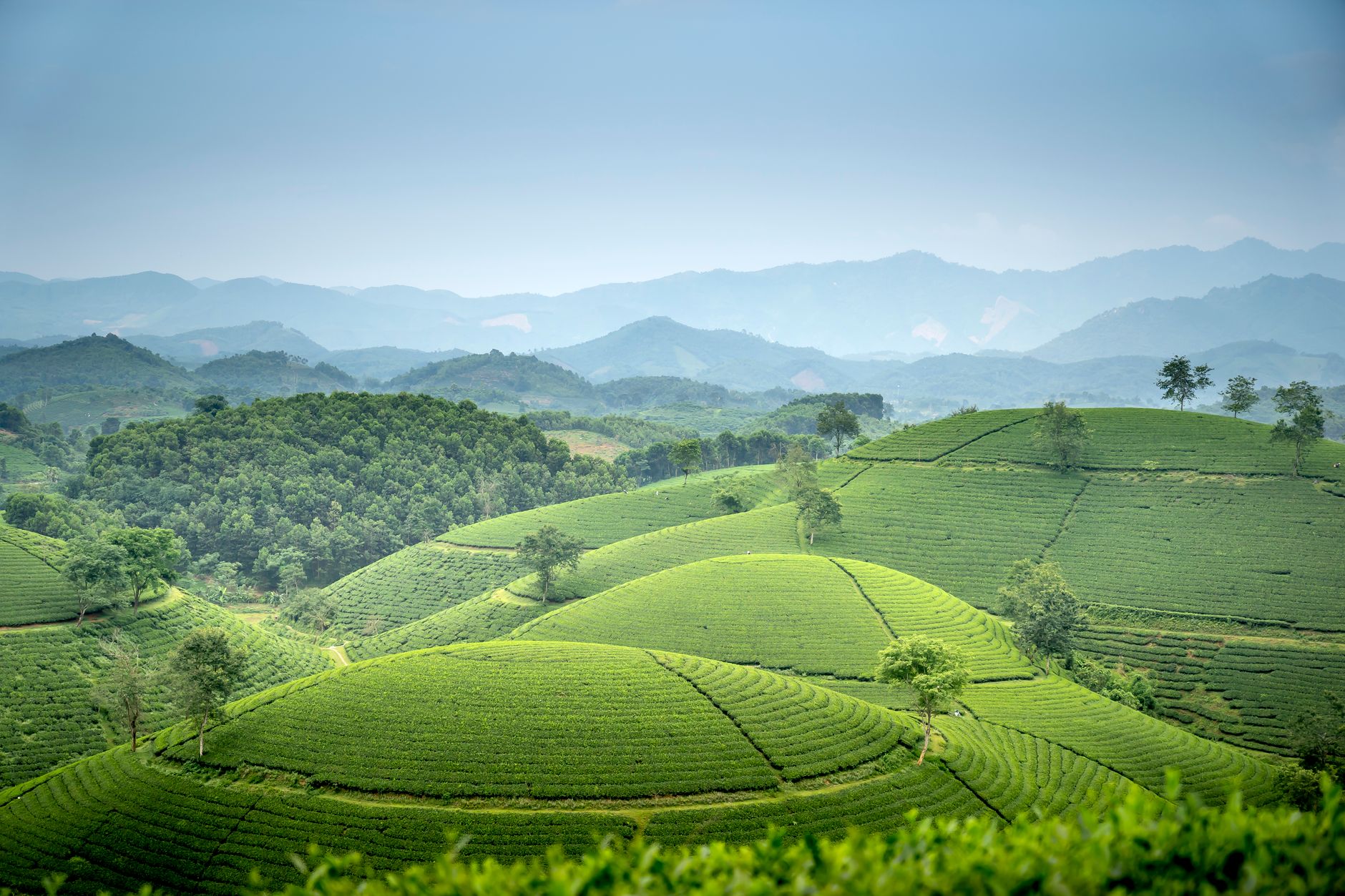 Picturesque scenery of well groomed tea plantation on green hills in mountainous valley against cloudy sky in Vietnam
