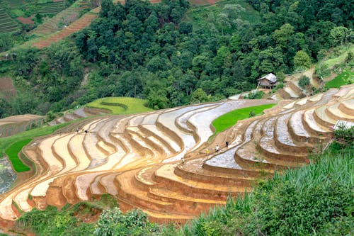 Terraced rice fields ad lush green forests in countryside