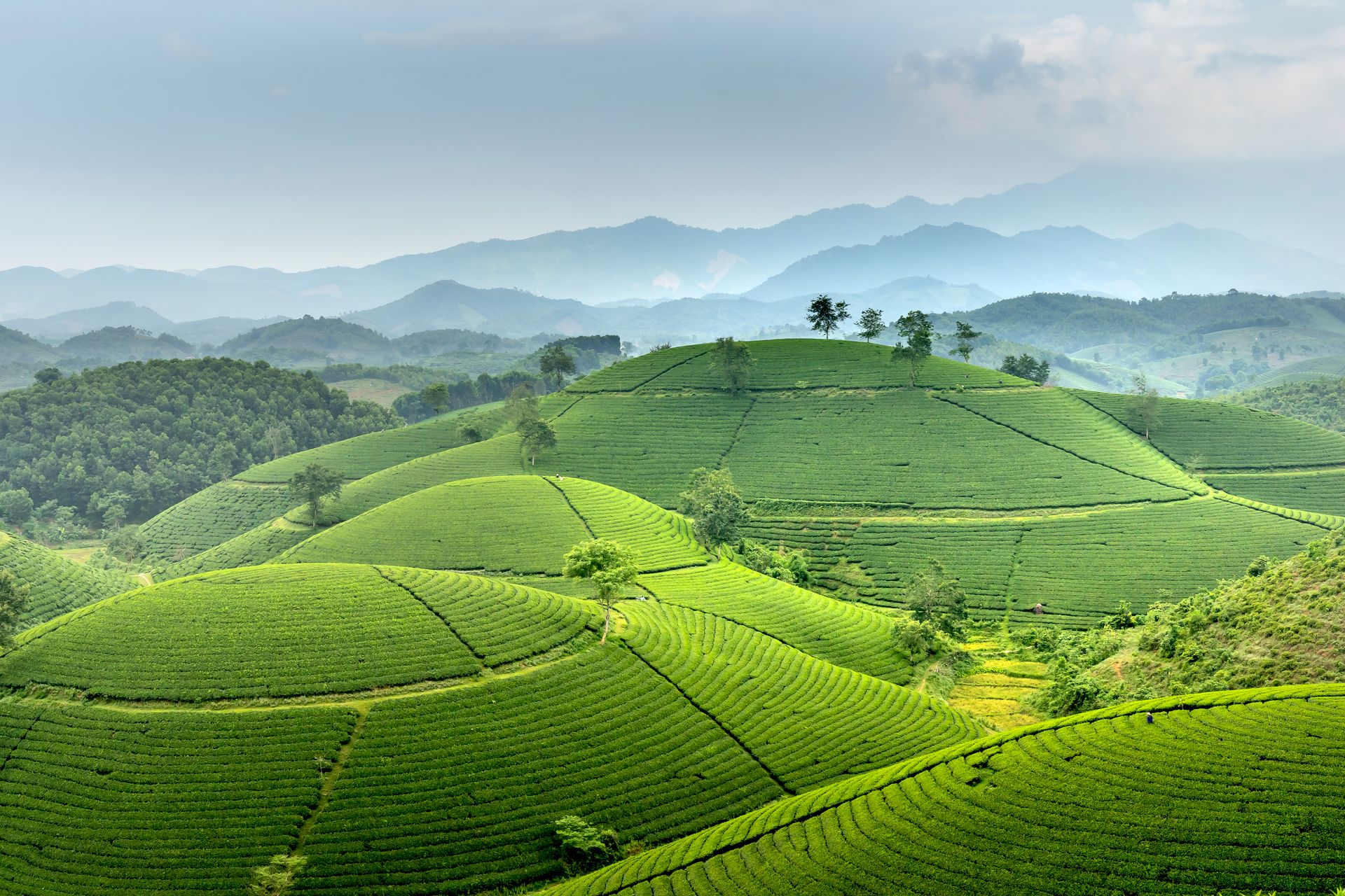 Amazing scenery of picturesque tea plantations and lush tress on Long Coc hill slopes against sunset sky in Vietnam