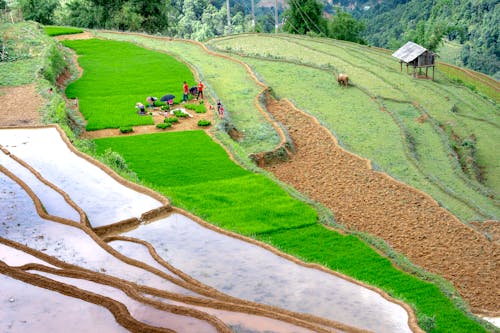 Anonymous people harvesting rice on terraced plantation
