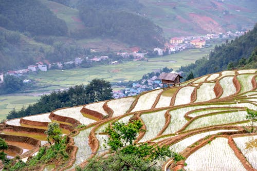 Terraced rice plantations in mountainous village