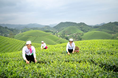 Female workers with wicker baskets picking tea leaves from shrubs while working in agricultural tea field in overcast day