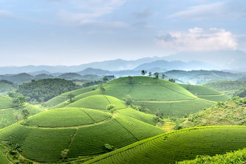 Fotobanka s bezplatnými fotkami na tému agronómia, blahobyt, buš