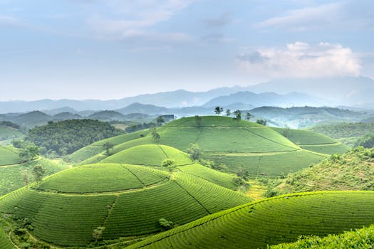 Expansive view of lush green tea plantations spread across rolling hills under a cloudy sky.