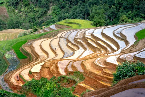 Fotos de stock gratuitas de campos de arroz, campos de cultivo, foto con dron