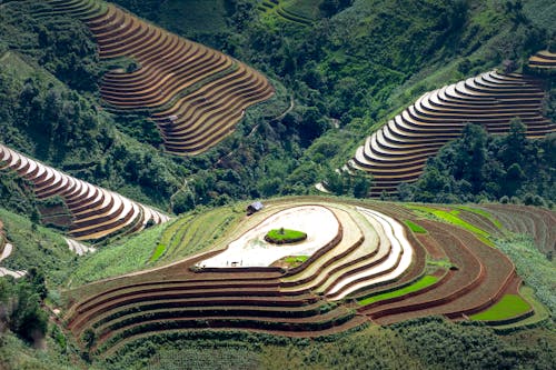 Aerial view of terrace farming for cultivating rice on hills in forested valley