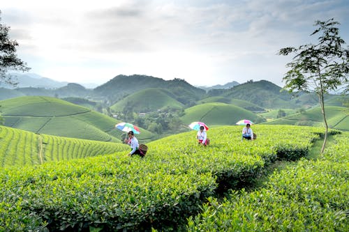 Female farmers with baskets and umbrellas harvesting tea leaves in green agricultural plantation in hilly area