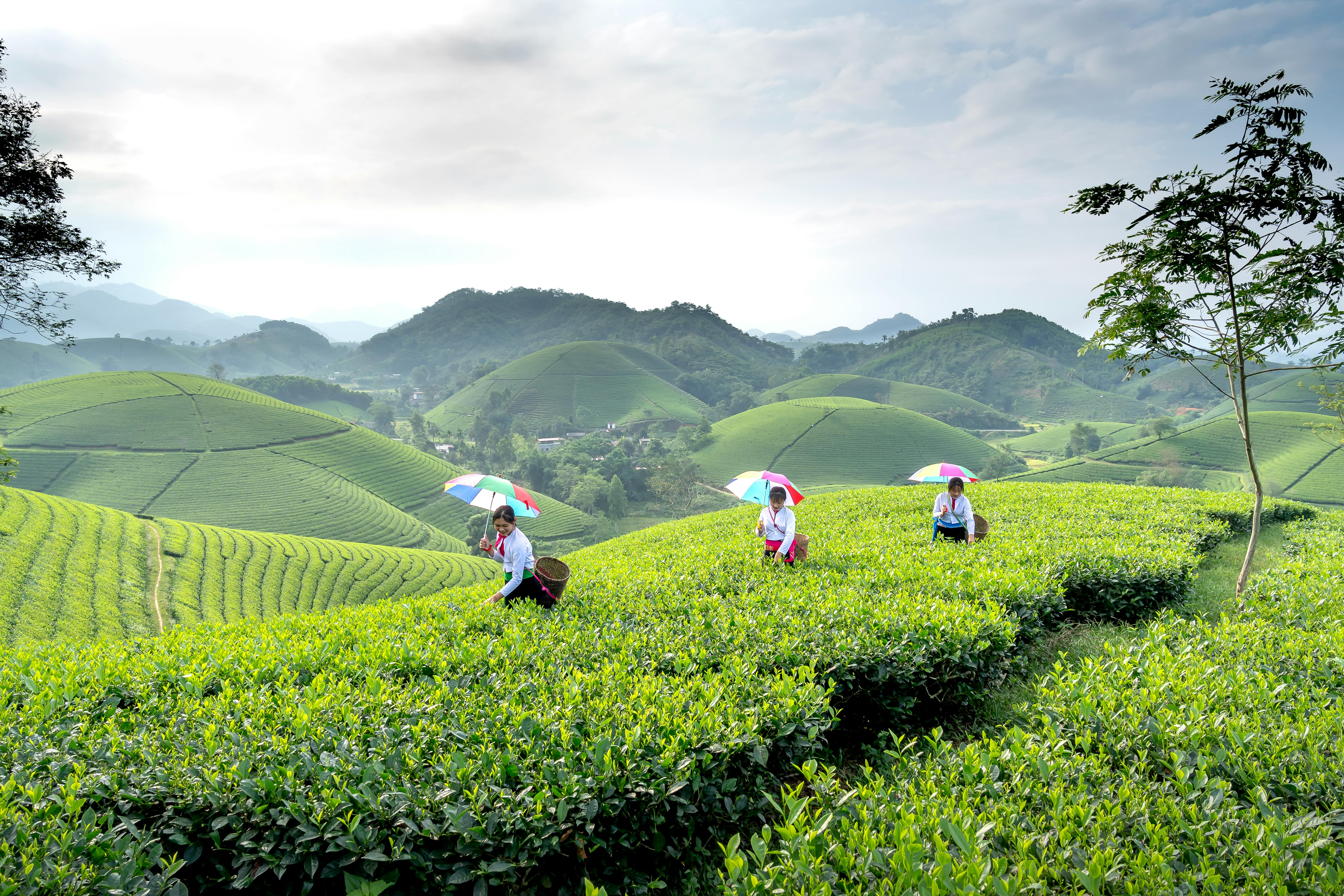 Growth Trends in the Tea Business