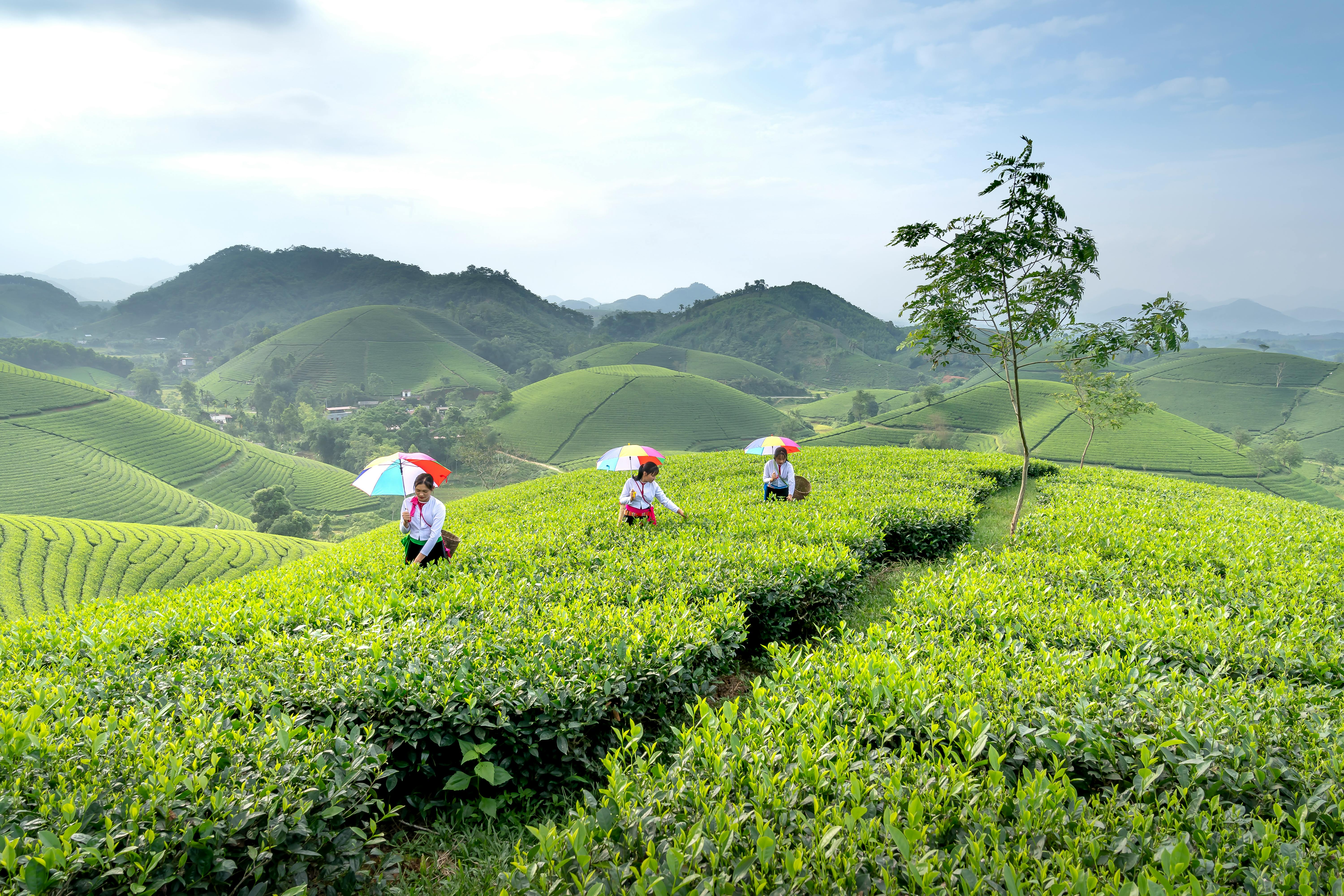 Growth Trends in the Tea Business