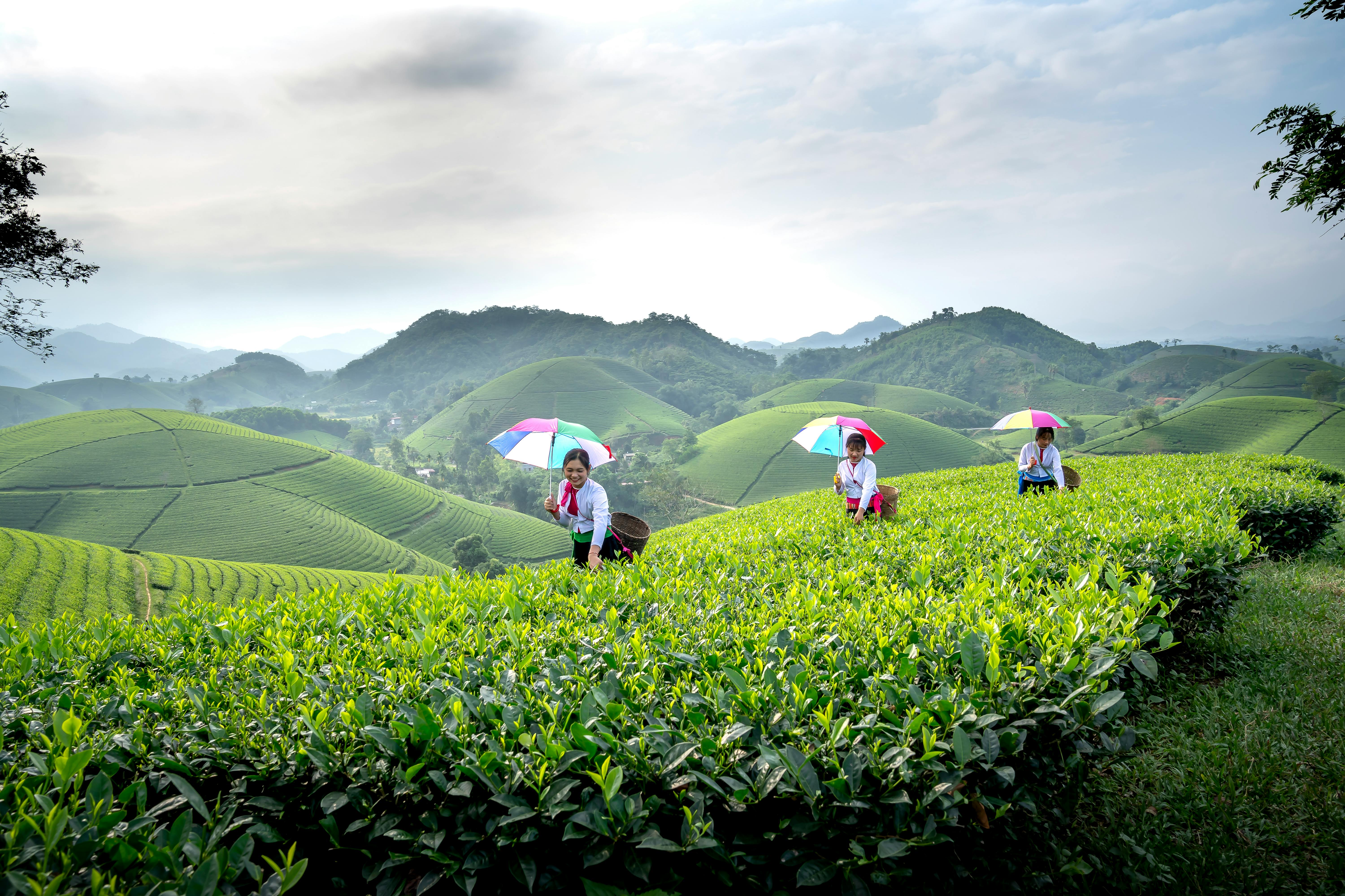 Intrigues in new KTDA board coup as tea sector faces