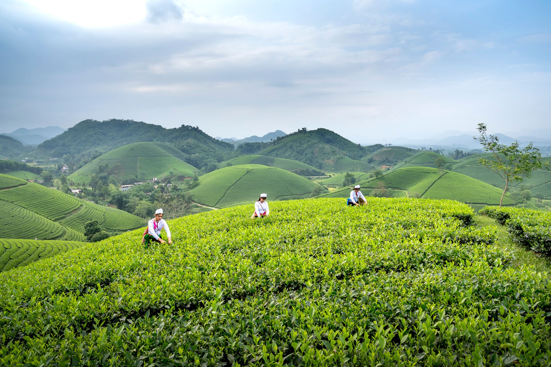 Vietnam tea exports in 2025: the context behind the matcha opportunity