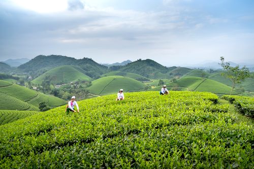 Tea plantation