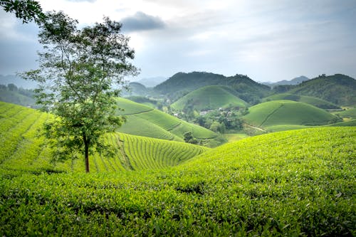 Green tea fields in tropical valley
