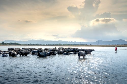 Free Herd of gray wild buffalos near person in river near plants and hills under cloudy sky in countryside in morning Stock Photo
