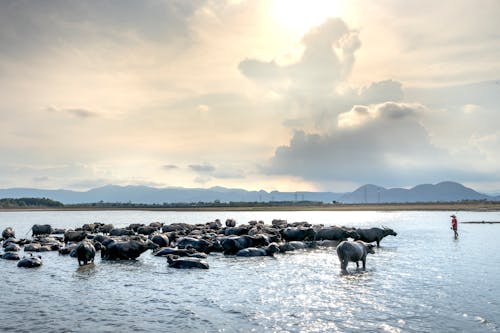 Herd of buffalos near people in river in countryside