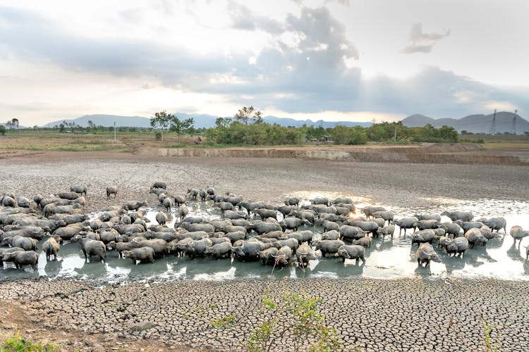 Group Of Buffalo In Shallow Water In Valley