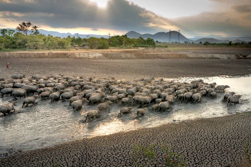 Free A large herd of buffalo crossing a drying riverbed at sunset with distant mountains. Stock Photo