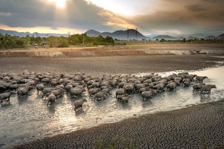 Herd Of Buffalo In River In Nature