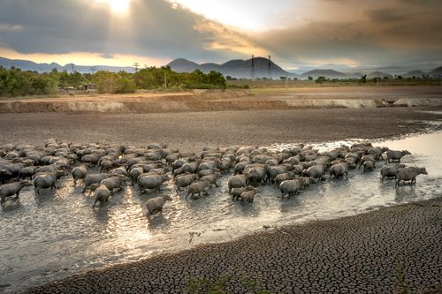 Free Herd of wild gray buffalo in water near dry coast and green trees under cloudy sky in evening in countryside Stock Photo