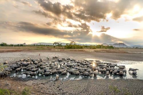 Herd of gray wild buffalos in river near shore and green plants under cloudy sky in nature in evening