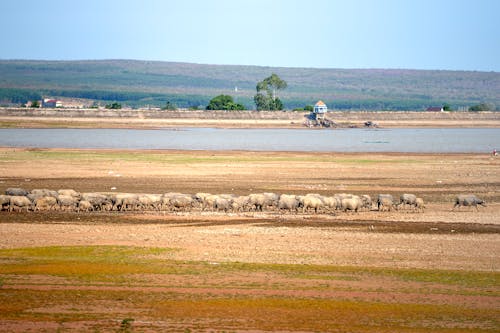 A Herd of Buffalos