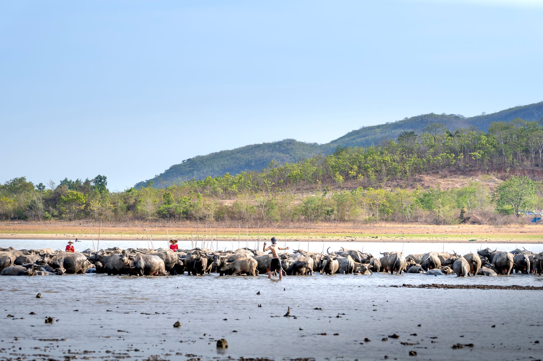 เจ้าหน้าที่บังคับใช้กฎหมายตรวจสถานที่ชนสัตว์ พร้อมกล่องหลักฐานและเอกสารหมายค้นบนโต๊ะ