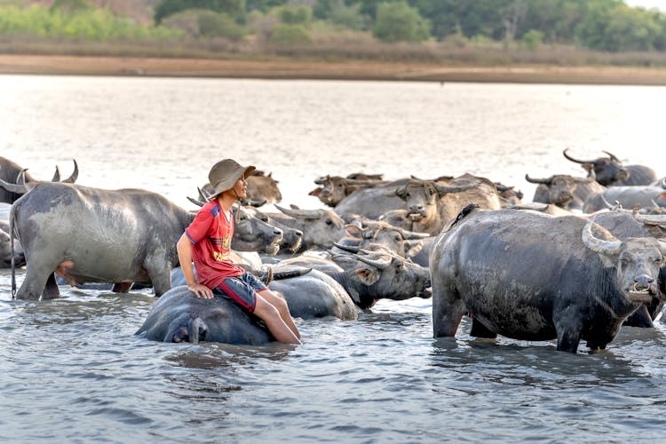 Asian Boy Siting On Cow In River With Herd