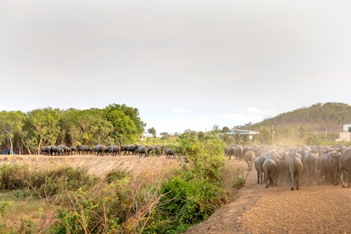 A Herd of Buffalos