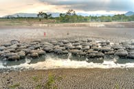 Farmers with cows in dirty water in drought