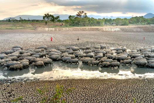 Farmers with cows in dirty water in drought