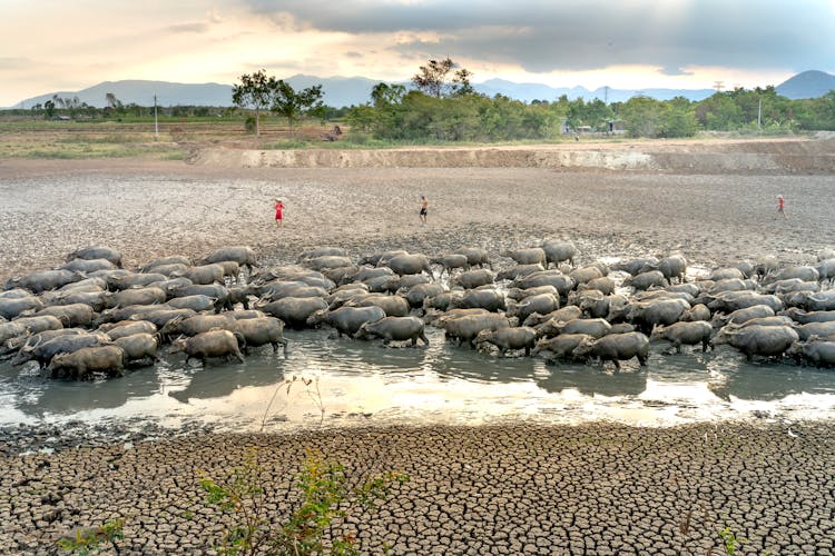 Farmers With Cows In Dirty Water In Drought