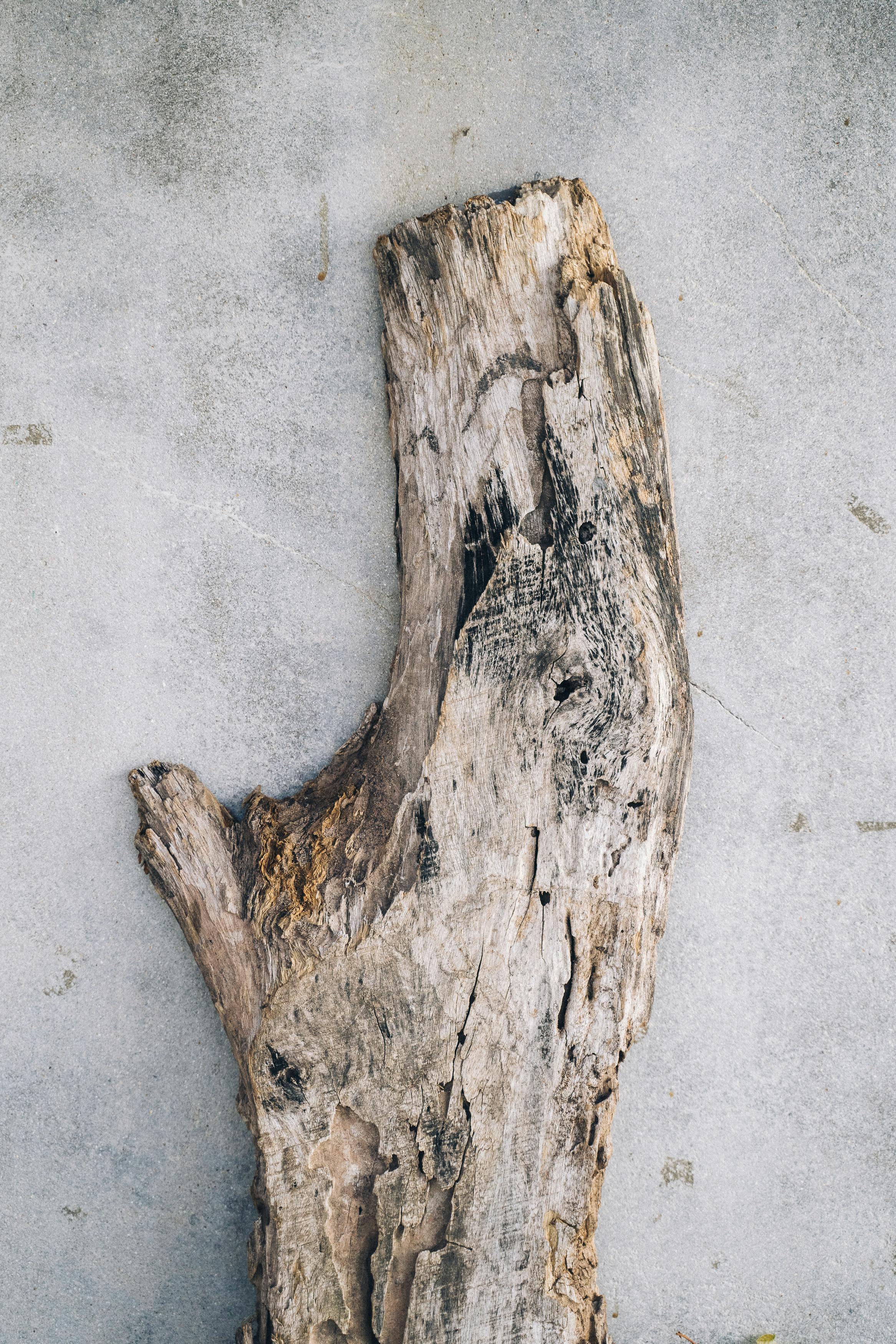 dry snag of old tree on shabby surface