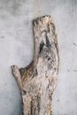 From above of dry snag of old tree with cracks and scratches on rough shabby surface