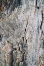 Dry tree trunk with dry cracked bark